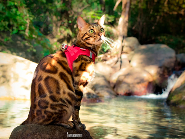 el gato bengalí en el río