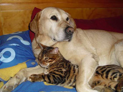 el gato bengalí y el labrador