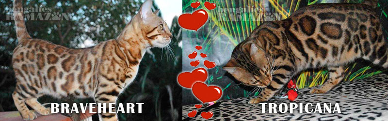 Gatos bengalíes BRAVEHEART y TROPICANA