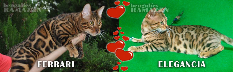 Gatos bengalíes
