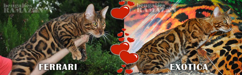 Gatos bengalíes Ferrari y Exótica