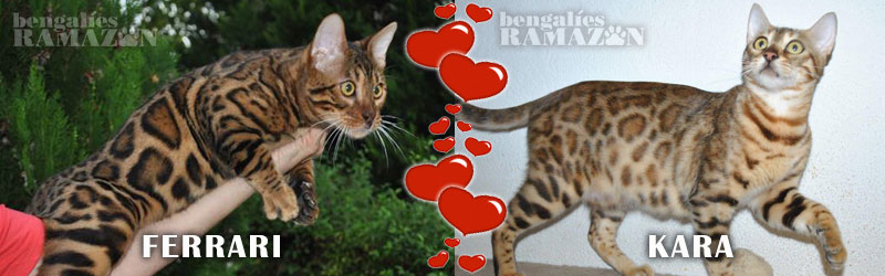 Bengal cats Ferrari & Kara