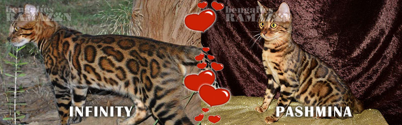 Gatos bengalíes Infinity y Pashmina