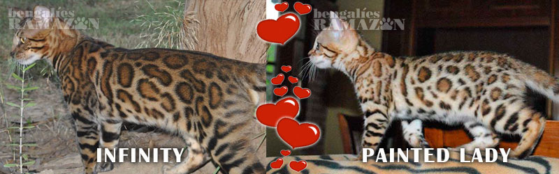 Bengal Cats Infinty and Painted Lady