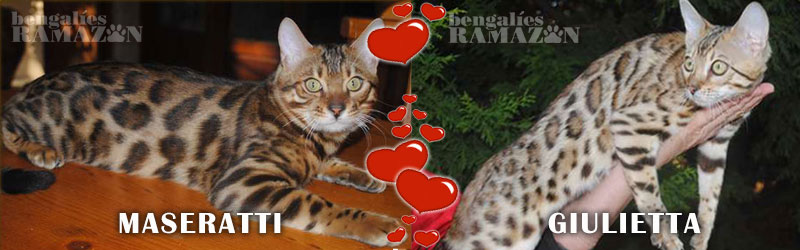 Bengal cats Maseratti & Giulietta