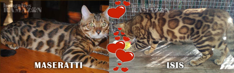 Gatos bengalíes Maseratti y Isis