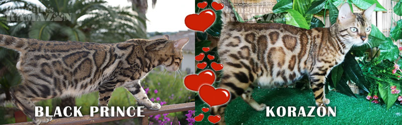 Gatos bengalíes Prince y Korazón