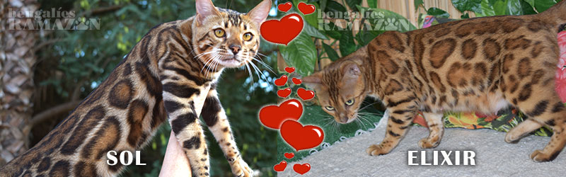 Gatos bengalíes