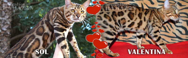 Gatos bengalíes Sol y Valentina