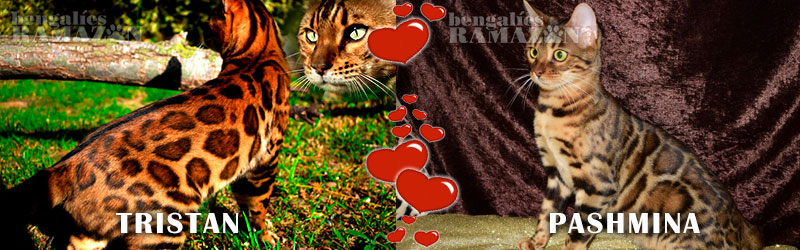 Gatos bengalíes Tristan y Pashmina
