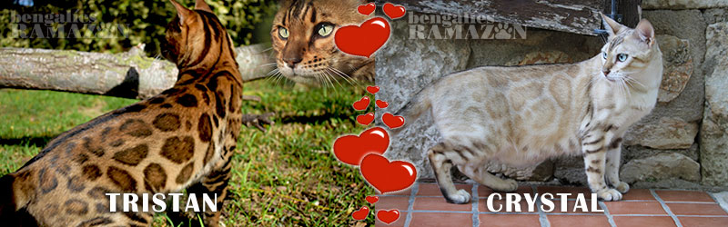 Gatos bengalíes