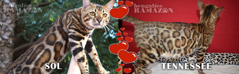 Gatos bengalíes SOL y Tennessee