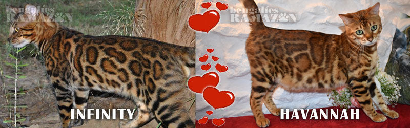 Gatos bengalíes