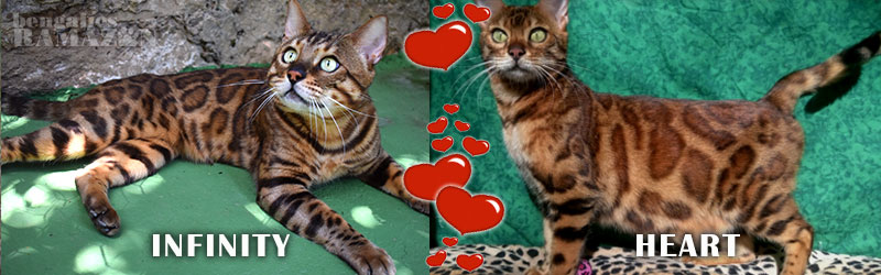 Gatos bengalíes