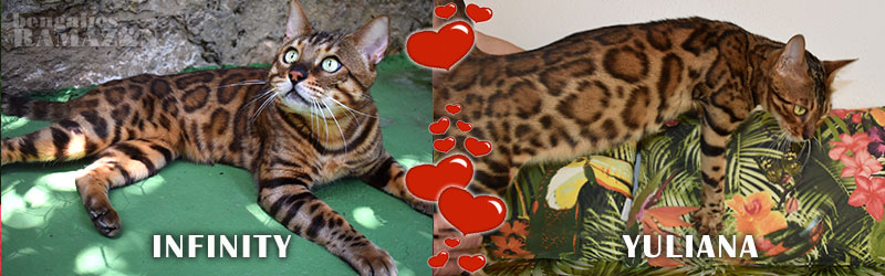 Gatos bengalíes