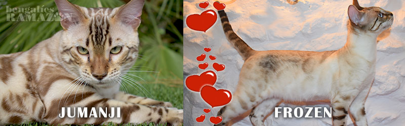 Bengal cats