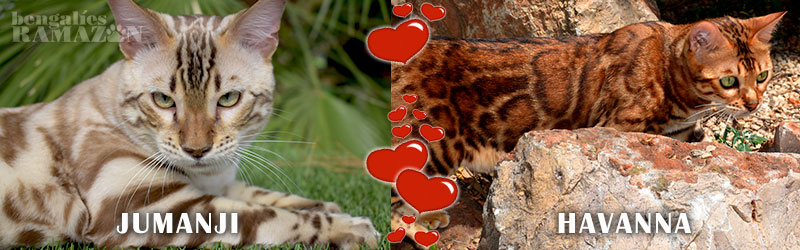 Gatos bengalíes