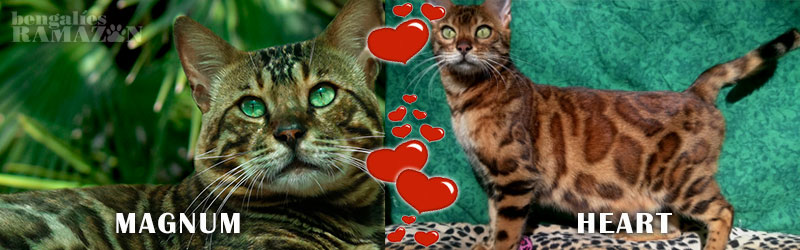 Gatos bengalíes