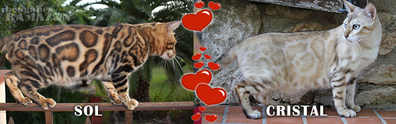 Gatos bengalíes