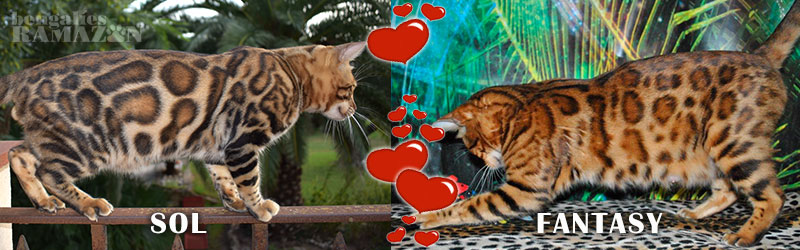 Gatos bengalíes