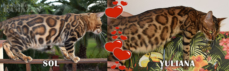 Gatos bengalíes
