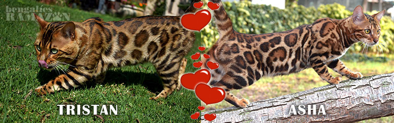 Gatos bengalíes