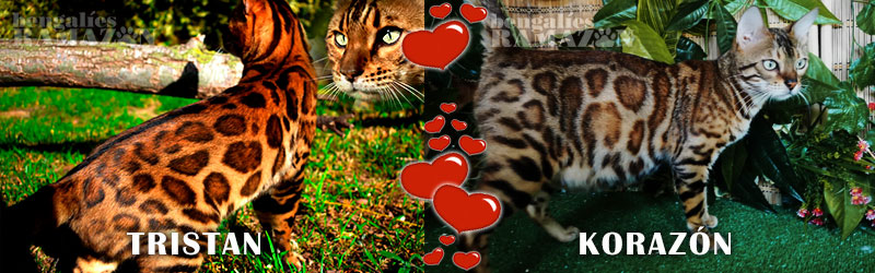 Gatos bengalíes