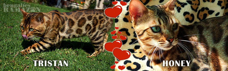 Gatos bengalíes