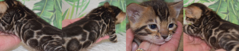 hembra bengal