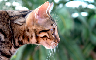características del gato bengali