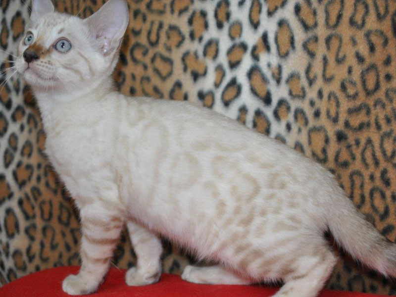 Fotos de gatos bengalíes criados en años como el bengalí tipo cloud, leopardo