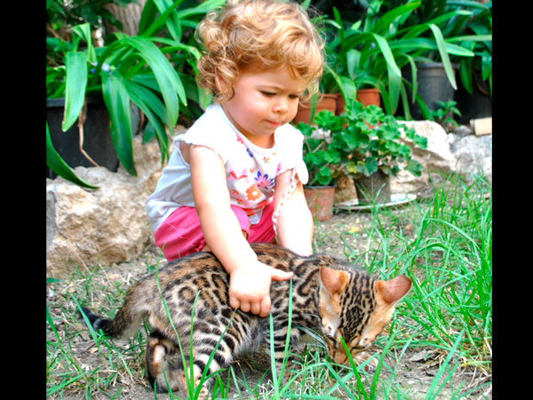 el gato bengalí con niños