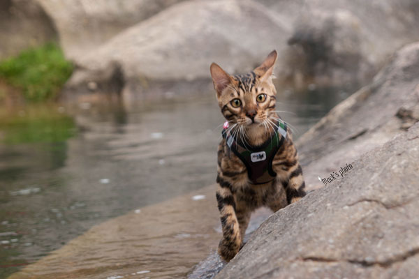 el gato bengalí en río